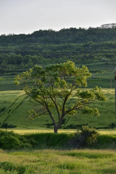 Grünes Gras Und Bäume Wald — Stockfoto