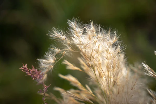 Droog Gras Het Veld — Stockfoto