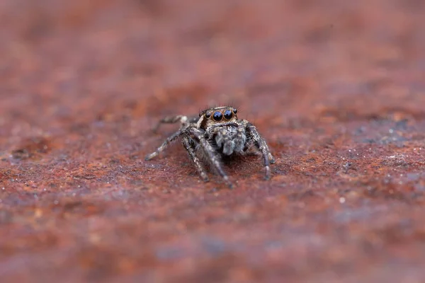 Macro Spider Wild — стоковое фото