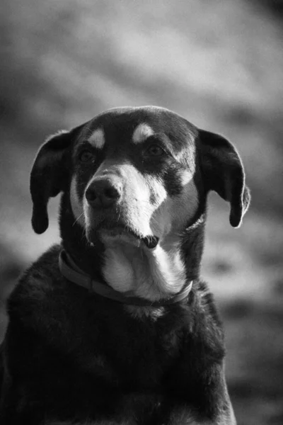 Bir Köpeğin Siyah Beyaz Fotoğrafı — Stok fotoğraf