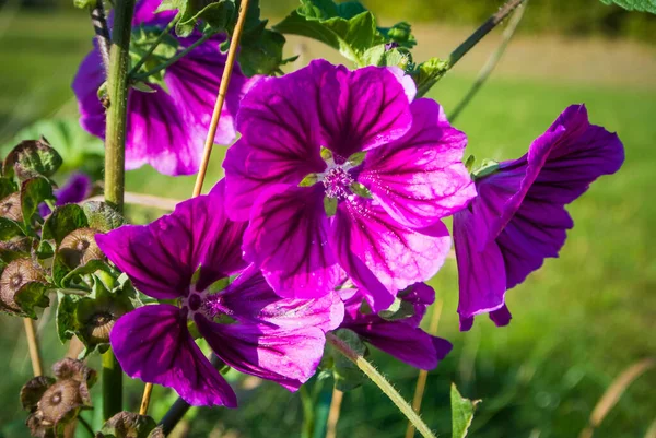 Gyönyörű Virágok Kertben — Stock Fotó