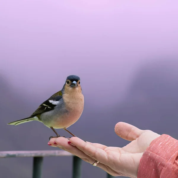 Plan Rapproché Une Main Masculine Tenant Oiseau — Photo