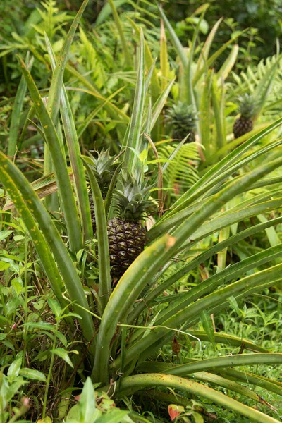 Ananas Mûr Vert Dans Jardin — Photo