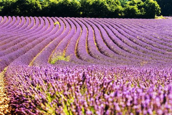Красивое Цветущее Лавандовое Поле Провансе Франция — стоковое фото
