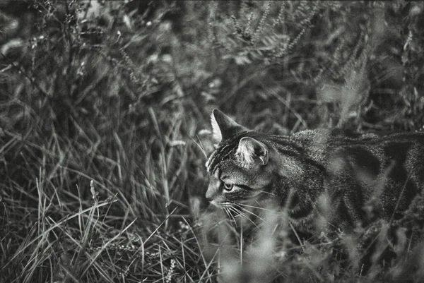 Γάτα Στο Γρασίδι — Φωτογραφία Αρχείου