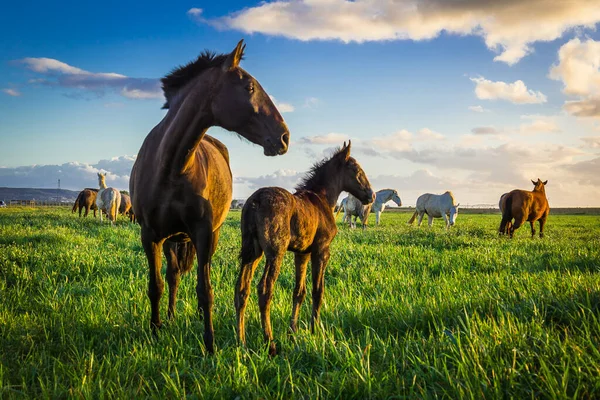 Chevaux Sur Prairie — Photo