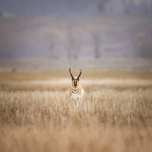 Tiro Perto Veado Campo — Fotografia de Stock