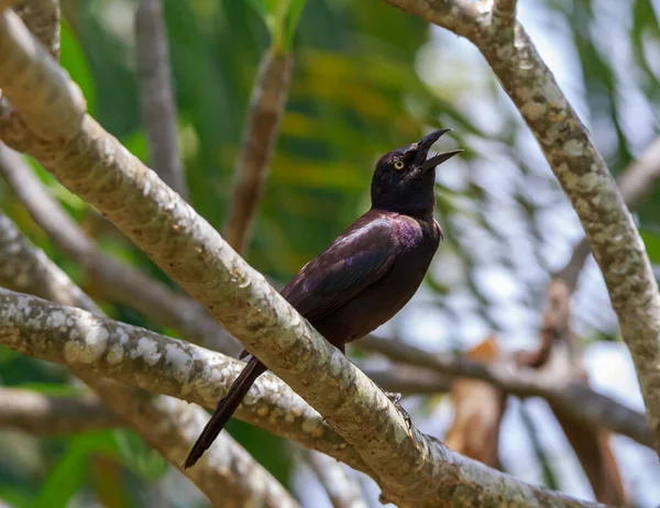 Bird Sitting Branch Green Forest — Stock Photo, Image