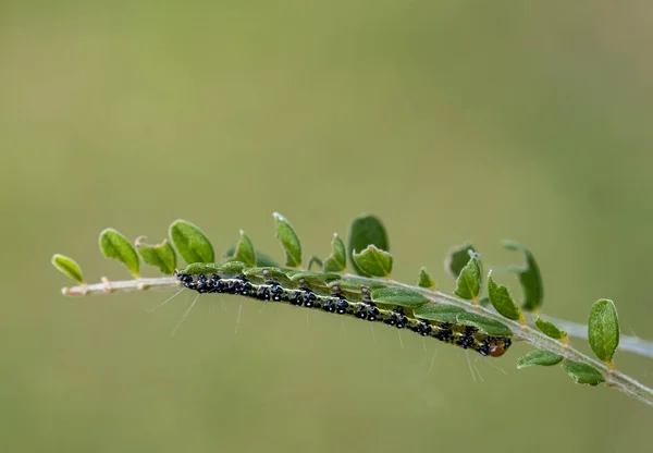 Primo Piano Bug Natura Selvaggia — Foto Stock