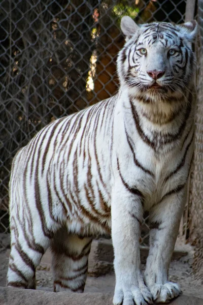 Білий Тигр Зоопарку — стокове фото