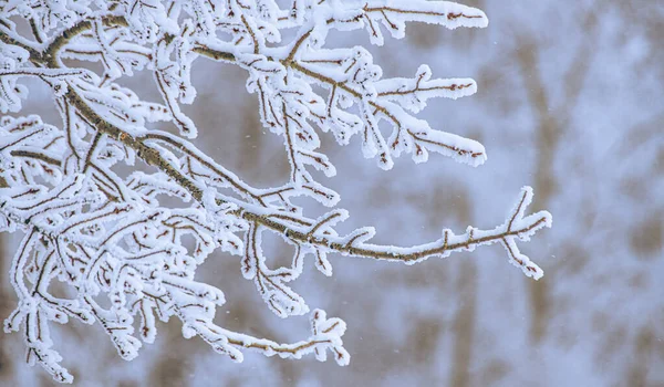 Bosque Invierno Con Árboles Cubiertos Nieve — Foto de Stock