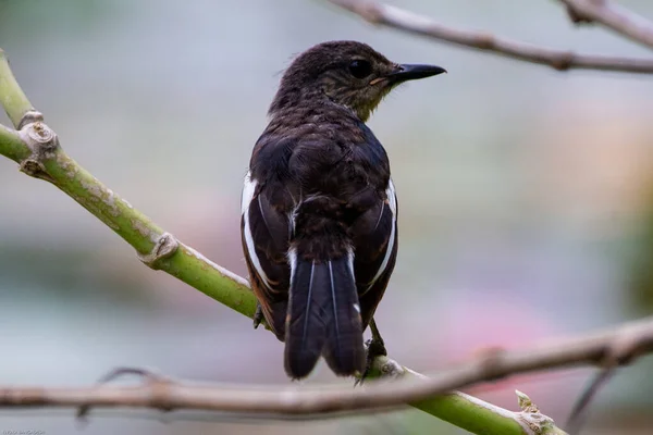 Miniaturkletterer Klettern Wald — Stockfoto