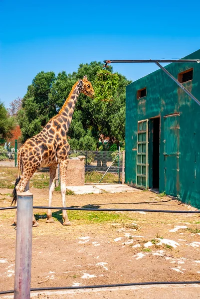 Girafe Dans Zoo — Photo