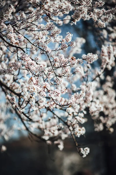 오르는 등산객 — 스톡 사진