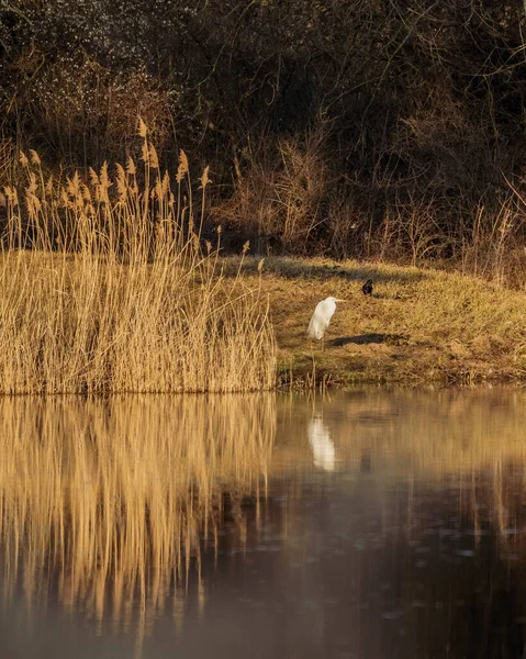 湖の白い鳥 — ストック写真