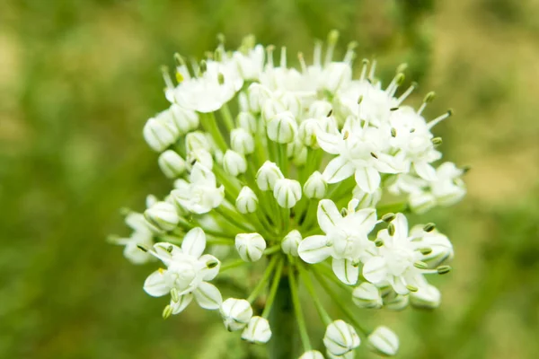 Λευκά Λουλούδια Στον Κήπο — Φωτογραφία Αρχείου