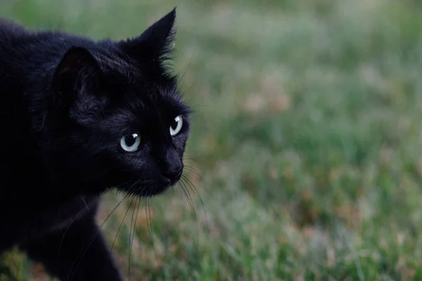 Zwarte Kat Met Groene Ogen — Stockfoto