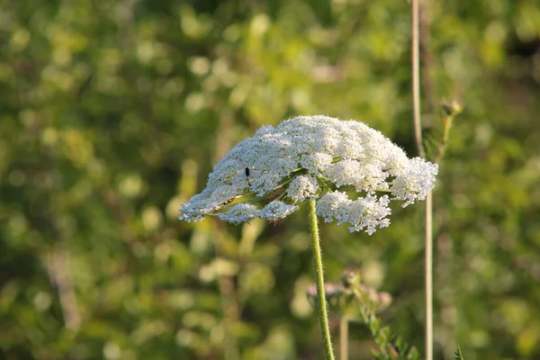 Bellissimi Fiori Giardino — Foto Stock