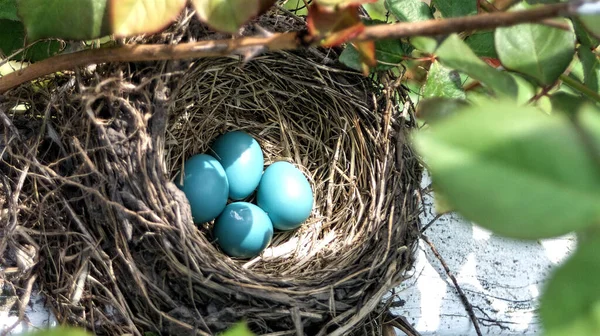 Het Nest Van Vogel Met Blauwe Eieren — Stockfoto