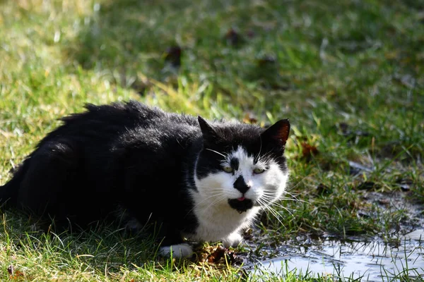 Çimlerde Siyah Beyaz Kedi — Stok fotoğraf