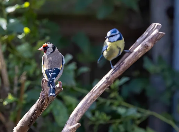 Pájaros Está Sentado Una Rama Árbol Bosque —  Fotos de Stock