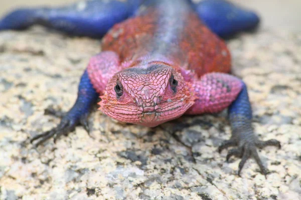 Lagarto Terrário — Fotografia de Stock