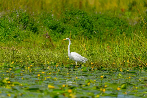 Белый Аист Озере — стоковое фото