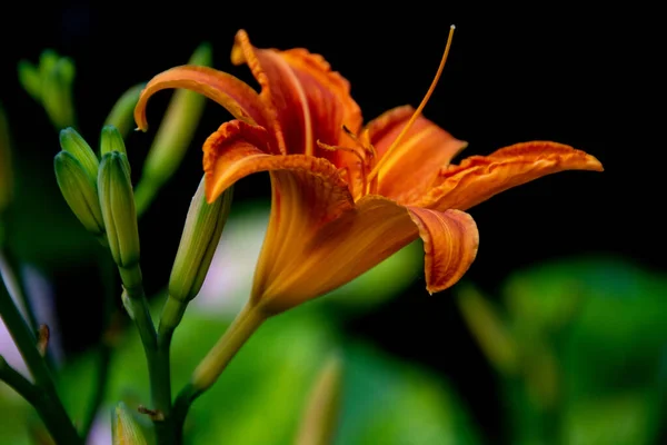 Schöne Gelbe Lilienblüte Garten — Stockfoto