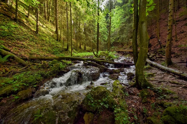 Krásná Krajina Řeky Lese Spoustou Zelené Vegetace — Stock fotografie