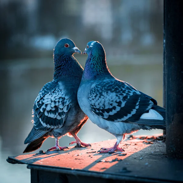 Duiven Straat — Stockfoto