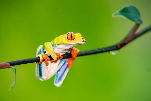 在树枝上一张红色和绿色青蛙的特写照片 — 图库照片