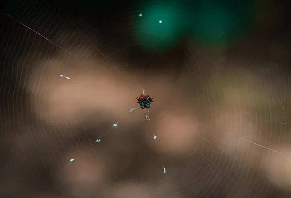 Teia Aranha Com Uma Teia Aranha — Fotografia de Stock