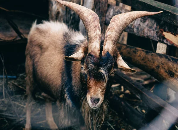 Cabra Zoológico — Fotografia de Stock