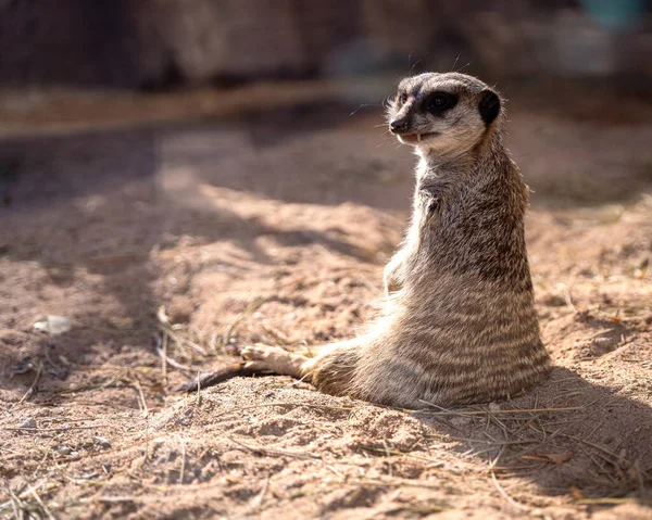 Suricato Allo Zoo — Foto Stock