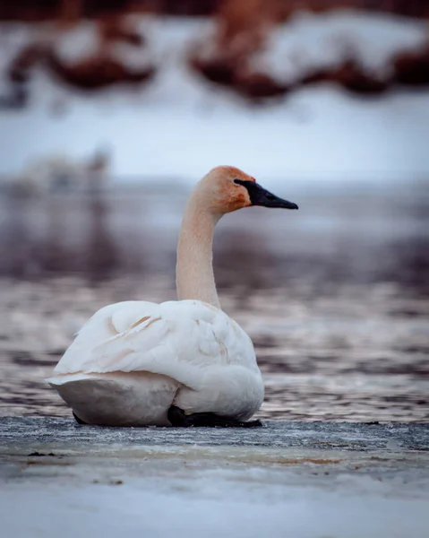 湖の白鳥 — ストック写真