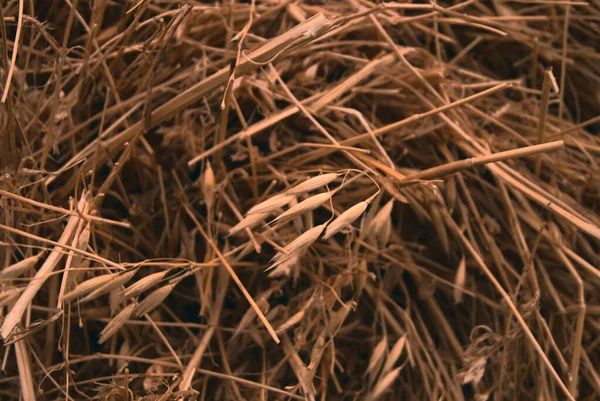 Суха Трава Полі — стокове фото