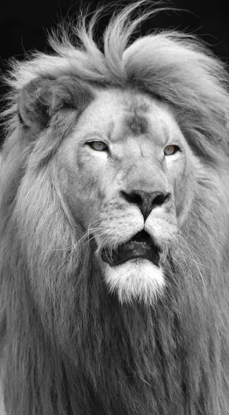 Πορτραίτο Αρσενικού Λιονταριού — Φωτογραφία Αρχείου