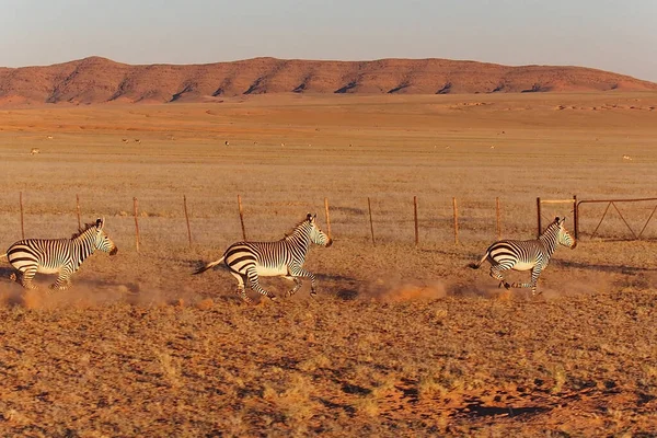 Zebre Nella Savana Dell Africa — Foto Stock