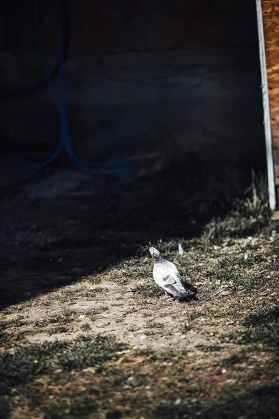 Птица Сидит Земле — стоковое фото