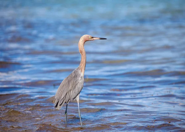 Grande Egret Andando Praia Tailândia — Fotografia de Stock