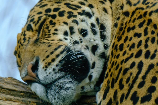 动物园里的豹子 — 图库照片