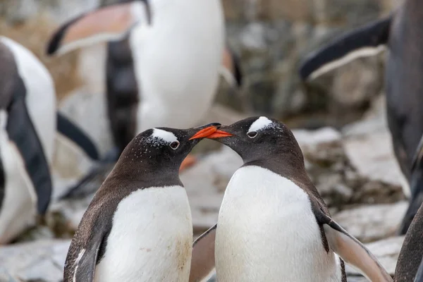 Pinguins Gentoo Mar — Fotografia de Stock