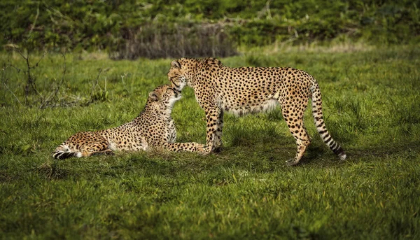 Cheeta Het Gras — Stockfoto