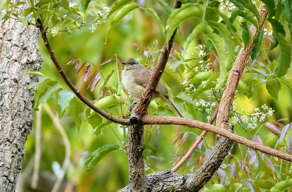 Närbild Vacker Fågel — Stockfoto