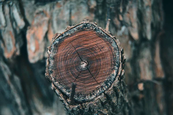 Textura Kmene Stromu Pozadí — Stock fotografie