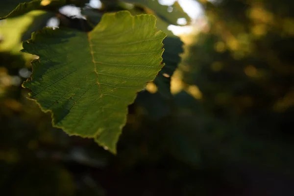 Groene Bladeren Het Bos — Stockfoto