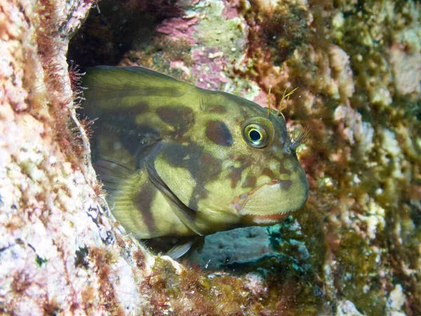 Красива Тропічна Риба Червоному Морі — стокове фото