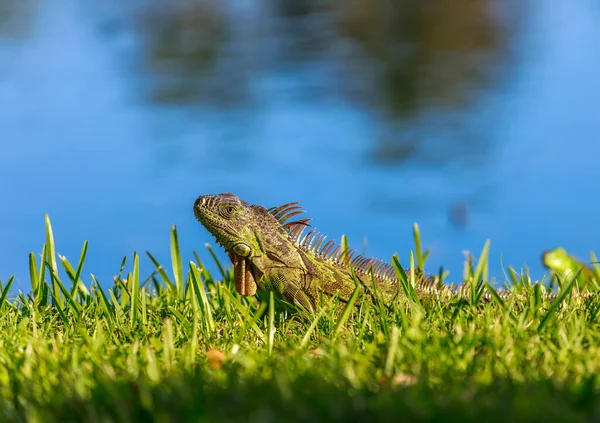 Primer Plano Una Iguana Verde —  Fotos de Stock