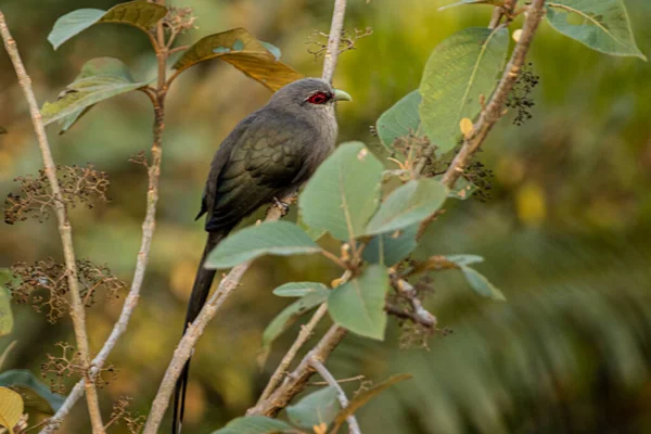 Ein Vogel Sitzt Auf Einem Ast — Stockfoto