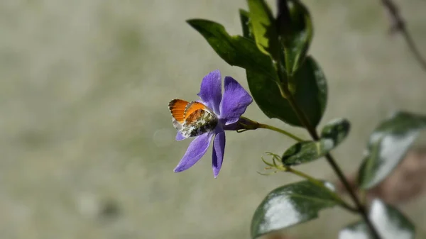 Bellissimi Fiori Sfondo Concetto Floreale — Foto Stock